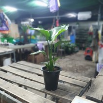 꽃백화점 극락조 여인초 중대품 공기정화식물 50~80cm 139
