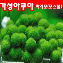 마리모 키우기 단품 애완수초 모스볼, 3개