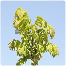 목하원예조경 옻나무 묘목 참옻나무 (2년생특묘) 80cm전후