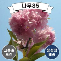 (나무85) 겹벚 R3 겹벚 R4, 겹벚 R4 내외 분