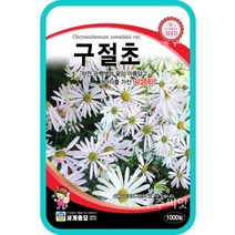 주주씨앗 구절초 1000립 꽃씨 씨앗 꽃씨 모음 꽃씨몰 씨앗 종자 다년생 노지월동