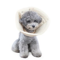강아지투명헬멧 싸게파는 상점에서 인기 상품의 가성비와 판매량 분석