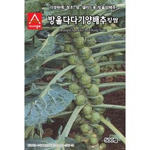 방울 양배추 씨앗 500립 다다기킹 쌈 가정 원예 쌈 채소 샐러드 종자 베란다 채소 재배 텃밭 건강 야채 웰빙 미니