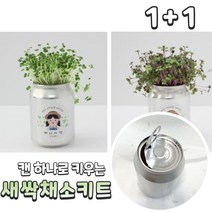 무순 키우기 세트 1인용 한컵 새싹 미니 그릇 소형 키트 봄 새싹 씨앗 브로콜리 청경채 적양배추 재배 세트 반려 식물 5종, 적양배추 캔 1개