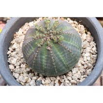 오베사 아프리카식물 희귀다육 키우기쉬운 다육이, 1개