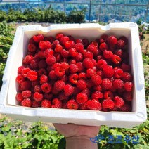 [조조수산]포항 장기 생노지 생과 급냉 고당도 산딸기 1kg 2kg 산지직송, 1kg (급냉), 1개