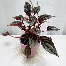 멘도자 페페로미아 관리쉬운 실내 공기정화 식물, 단품