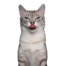 차량용 냉장고 미니 냉온장고 캠핑용 온장고 3Ratels CM29 사랑스러운 고양이 페르시아 Birman Bombay 영국, 05 CM29-5_05 50cm( 19.7inch)
