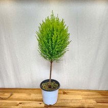 율마 외목대 수형 60-80cm