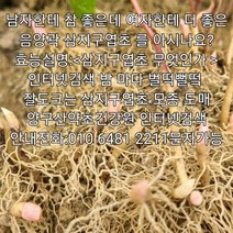 삼지구엽초모종 10000주/빨딱초 음양곽모종 소득작물 재배용 영림사업 보조사업 귀농작물 특화사업 원예작물 일만주5백3십만 왕도매