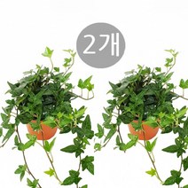 트리앤 1+1 아이비식물 / 아이비바구니 /토분 아이비/ 하트아이비/ 아이비 (중)/ 하트아이비 황금무늬 송악아이비 무늬아이비 아이비나무 특이식물 공기정화식물, 01.1+1 아이비식물48 1개