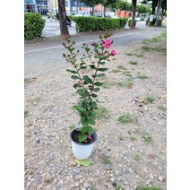 30~60cm 99 목백일홍 중품, 1개