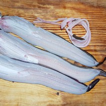 기력충전 통영 욕지 돌장어 1kg 손질 +소스 선장직판, 돌장어 특대 600g