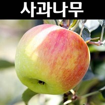 사과(썸머킹) 결실주 R2cm(분) 1개/전지후 배송/나무 묘목/과실수/유실수