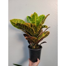 화려한 식물 크로톤 중대품 40~60cm 119