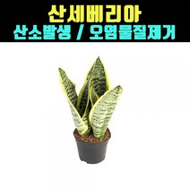 곰빵몰 산세베리아 실내공기정화식물 Sansevieria