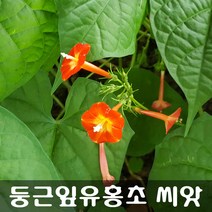 [해피플라워] 둥근잎유홍초 씨앗 300립 / 봄 파종 덩굴식물 꽃씨