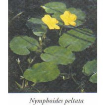 [신세계수족관] 노랑어리연 1촉, 1팩