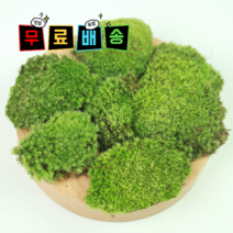 비단이끼 가는흰털이끼 이끼 테라리움 비바리움 석부작 미니분경 사용 생이끼 식물, 한판(34 x 50)