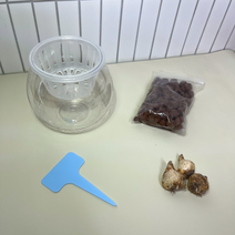 무스카리 구근 수경재배기 세트 식물 키우기, 무스카리 수경재배세트: 페퍼민트