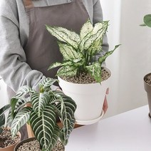 바보사랑 베란다 홈가드닝 실내인테리어 작은정원 아트화분 4호.히키스, 상세설명 참조, 화이트