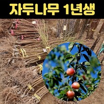 자두나무 묘목 1년생 후무사 자두 과일나무, 1개