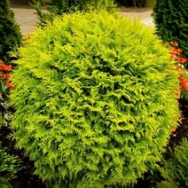 둥근서양측백-골든글러브 (Golden Globe) 7치 포트, 둥근서양측백-골든글러브 7치 포트