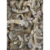 국내산 제철 활갯가재1kg 쏙생물