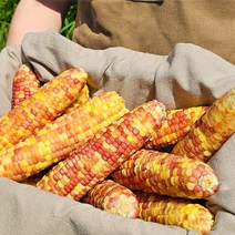 [100%품질보증제] 대용량 특대 백찰 홍찰 찰옥수수 냉동 삶은 찐 옥수수 빅사이즈 (16-21cm내외), c. 30개/홍찰옥수수(특대16-21cm)