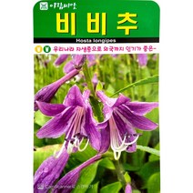 비비추씨앗 20립 백합 비비추 꽃씨 야생화 허브 씨앗