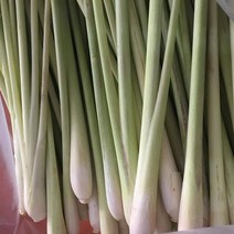 [J&J] Fresh 레몬그라스, 10kg, 1box