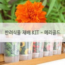 [가성비 최고]반려식물 미니화분 키우기쉬운 재배 메리골드 세트 YS21JL29