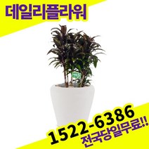 콤팩타 개업화분 축하화분 개업식 개업선물 식당 카페 개원 집들이 승진 취임 부임 영전 전국당일무료배송 실내관엽식물