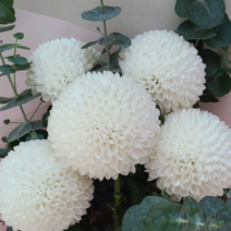 폼폰국화 [3포트] 화이트 (복남이네 야생화 모종 가을꽃 pompon), 1개