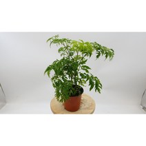 폴리셔스 소품-묘목