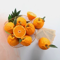 [초록자연] 한라봉 3kg(9-10과) 새콤달콤 제주 명품, 상세 참조
