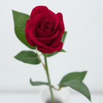 한송이 벨벳 장미 꽃 가지 실크플라워 인테리어조화 장식