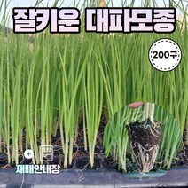 농사친구 대파 모종 흑금장대파, 대파모종 한판 200구 + 재배안내장, 1세트
