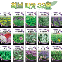 허브 씨앗 모음 바질 로즈마리 레몬그라스 허브씨 커피씨앗 쌈 채소 향채 종자, 수목 31.담쟁이덩굴 20립