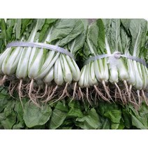 단배추 얼갈이 2kg 1단, 1개