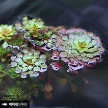 루드위지아 세디올데스 1줄기 (부상수초 수생식물).미미네아쿠아