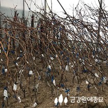 금강원예 포도나무 결실주 포도모음. 가을에 포도를 수확해요, MBA(머루포도)-결실주