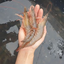 파도수산 산지직송 국내산 새우 1kg 급냉, 국내산 새우: 1kg 20~29미 내외