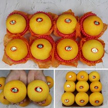 명절과일 산지직송 달콤한 제주황금향선물세트 3kg 5kg, 5kg 20과내외