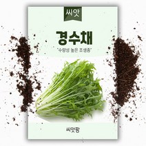 경수채/교나 씨앗 (2000립), 1개