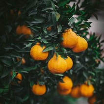 프리미엄 과일 제주 고당도 레드향 한라봉 3kg 5kg 선물포장, 한라봉/3kg/대과(12수 이내)