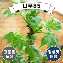 (나무85) 엄나무 민엄나무 묘목, 엄나무 실생2년 (2주묶음)