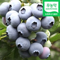 (냉동) 블루베리생과 2kg / 국내산 냉동 생블루베리 햇블루베리 블루배리 블루베리열매 냉동블루베리 블루베리냉동생과 블루베리햇과 2022년산 농원 직송