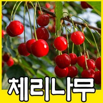 체리나무묘목 3년생 라핀 타이탄 결실주 과실수 유실수