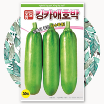 킹카애호박 씨앗 30립 호박종자